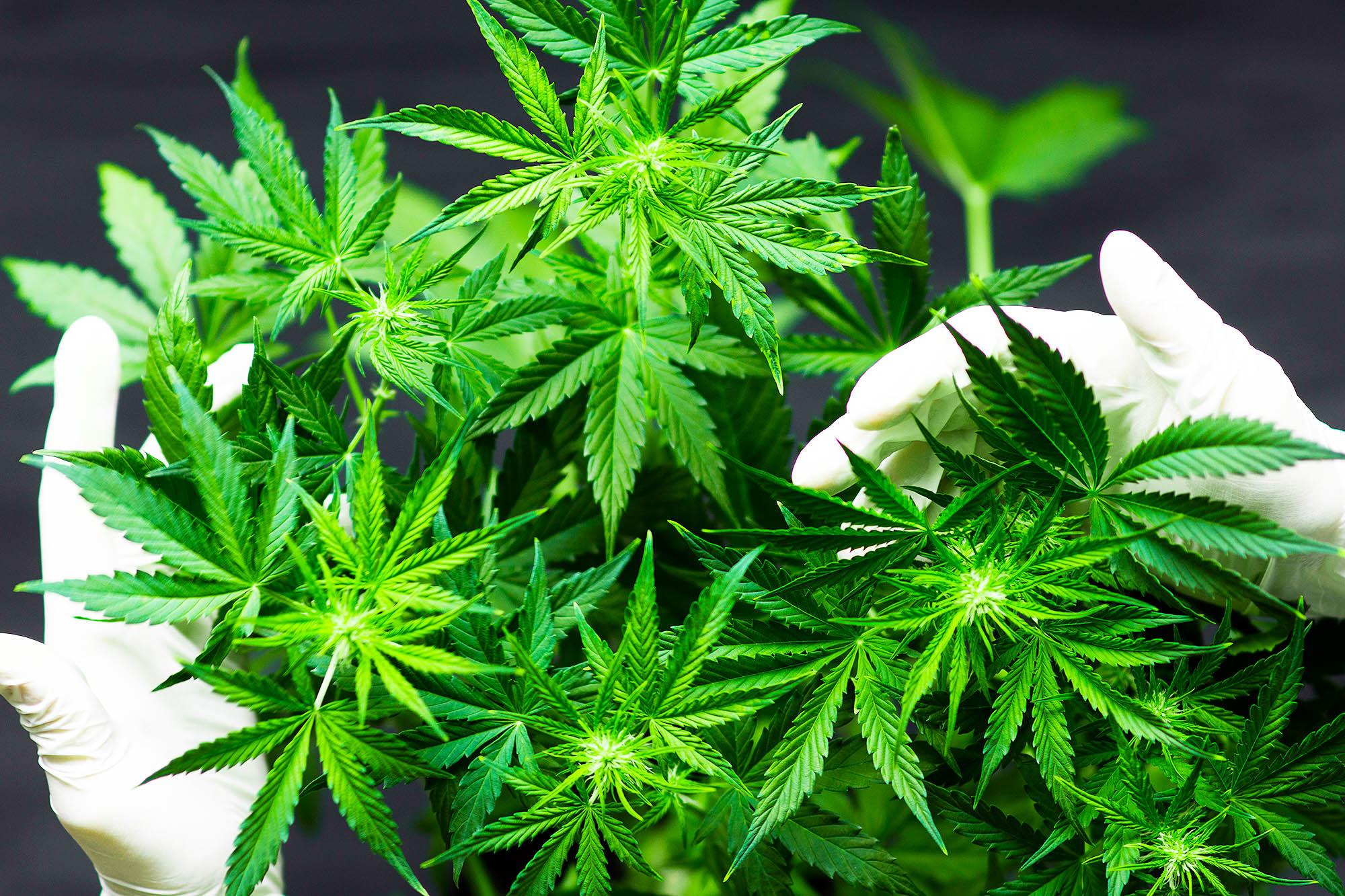 Von Landrassen bis Hybriden – Hanfsamen bestellen nach Vorliebe